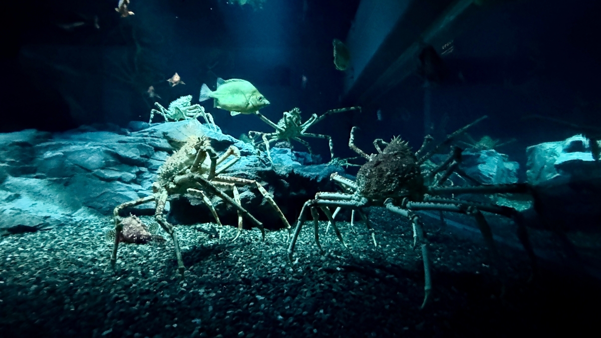 日本海溝エリアで迫力を放つタカアシガニ