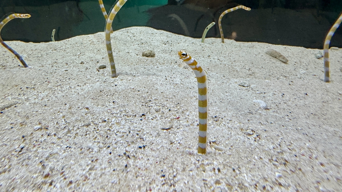 ぎゅぎゅっとキュートの小型水槽に集まる魚たち