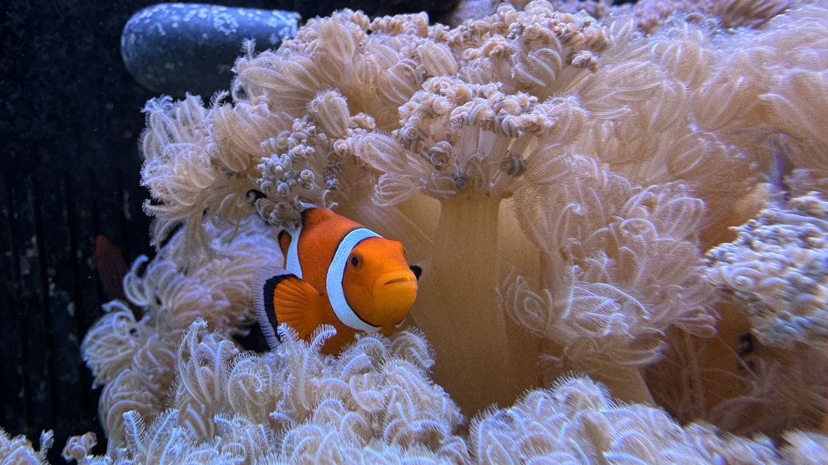 サンゴ展で生きたサンゴが広がる水中景観
