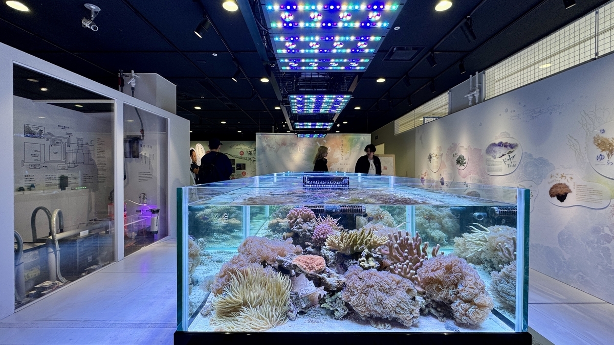 サンゴ展の水槽をすり抜ける小魚の群れ