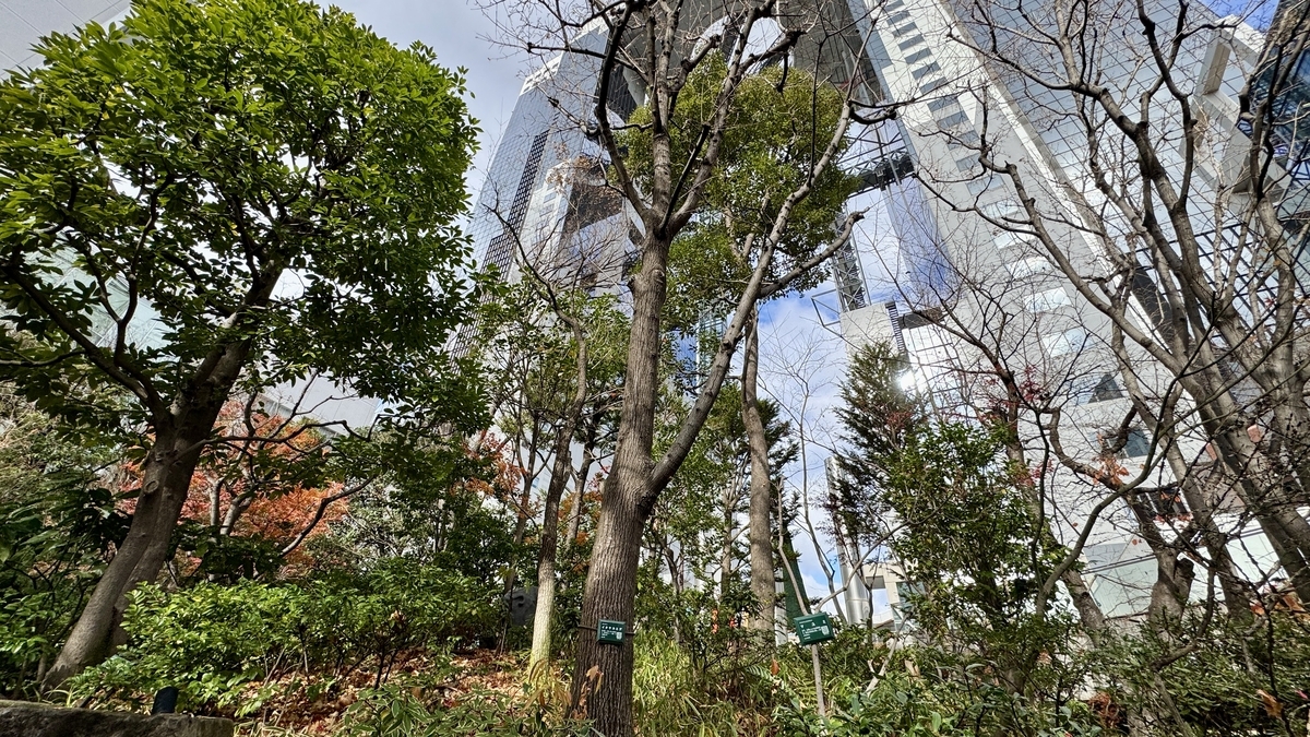 中自然の森の木々越しに見上げる梅田スカイビル