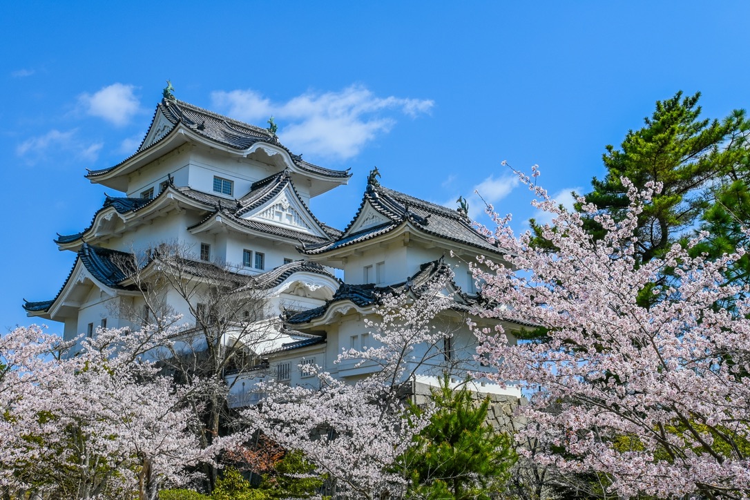 青空と桜に囲まれた白い城