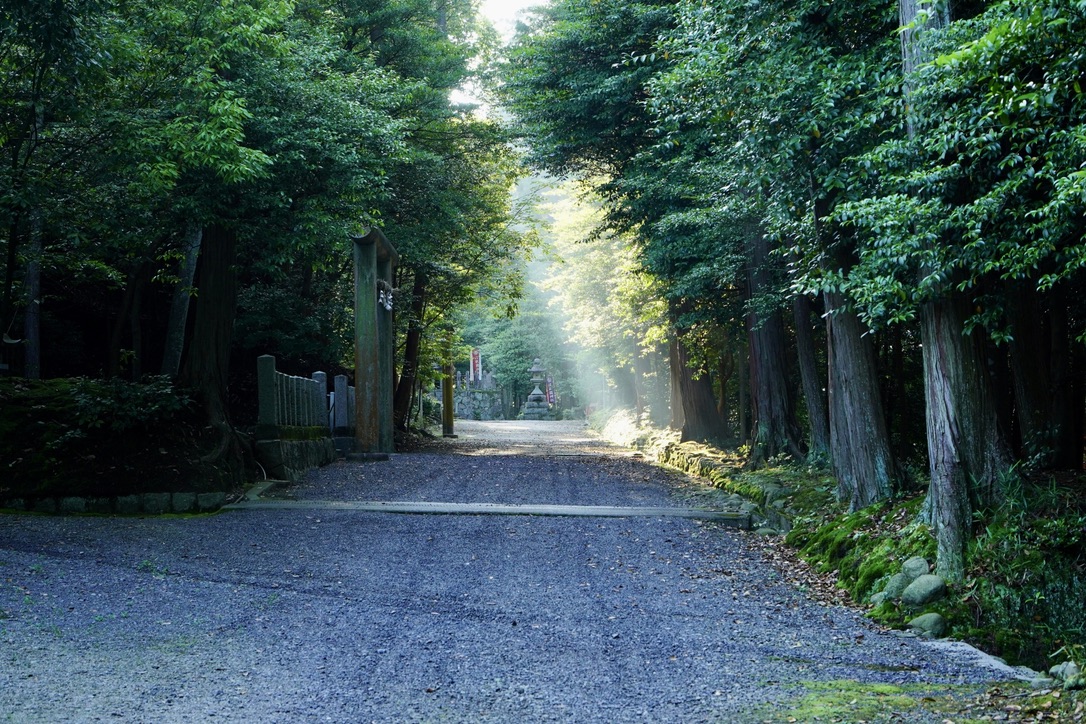 木立に囲まれた参道へ光が差し込む風景