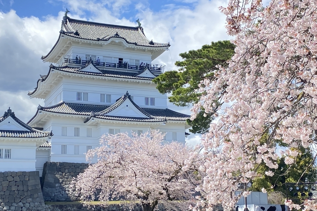 桜越しに見上げる白壁の小田原城天守閣
