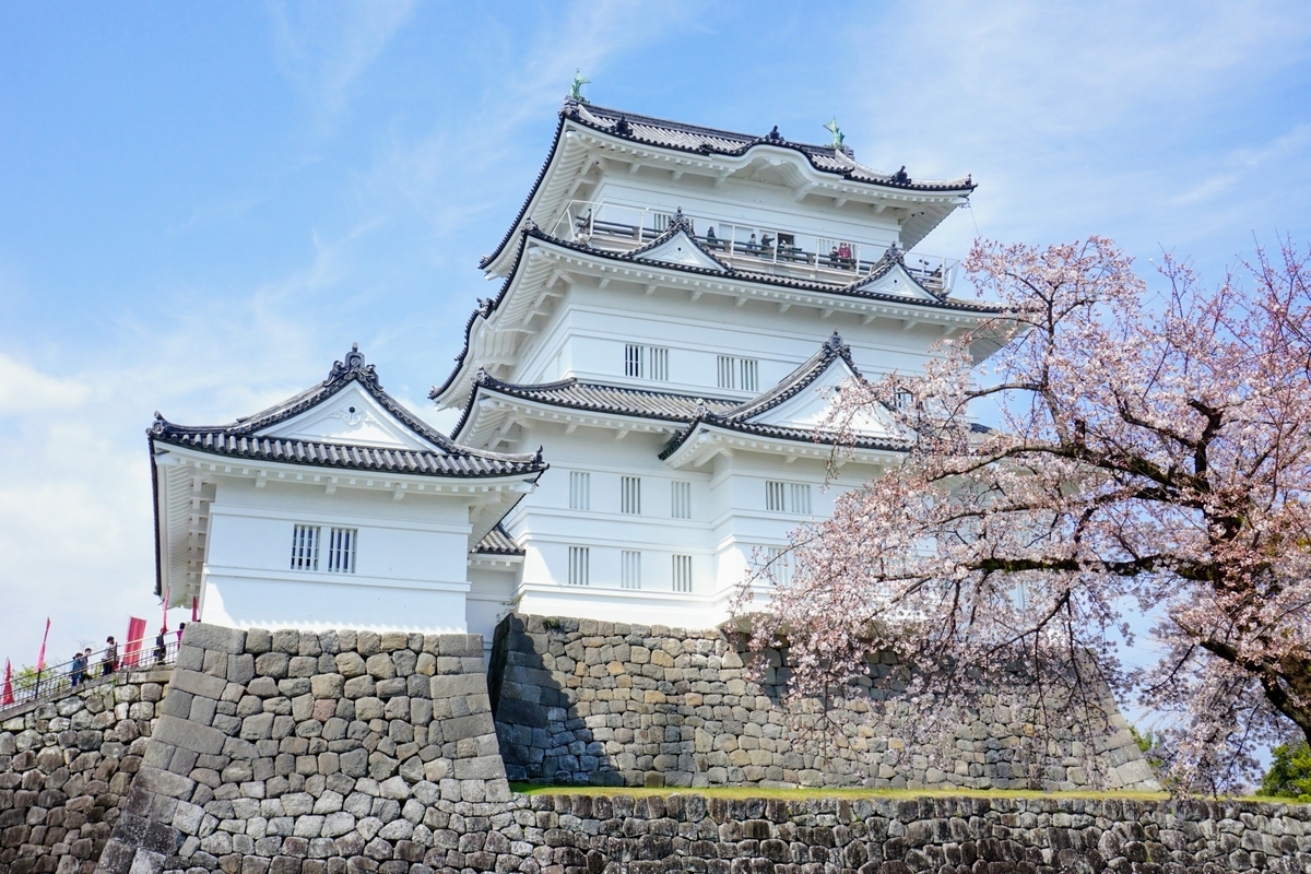 石垣の上に建つ小田原城天守閣と満開の桜