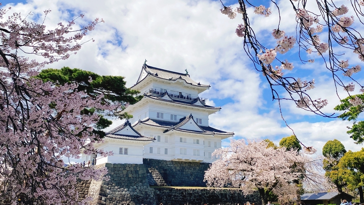 満開の桜に囲まれた小田原城天守閣の全景