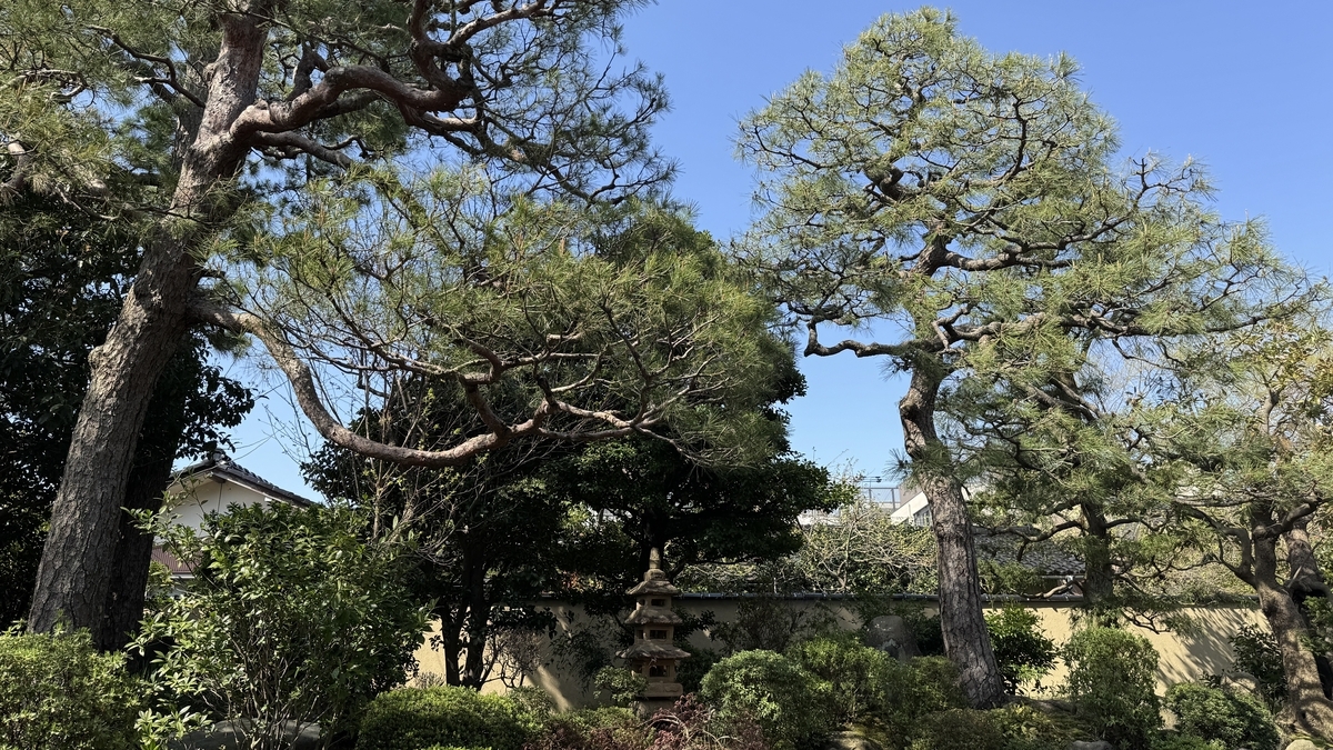 千田家庭園に広がる松の枝ぶりと奥に立つ石灯籠