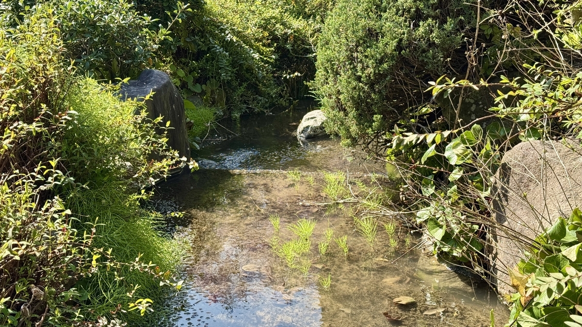 庭園の植栽に囲まれた浅い池と水草