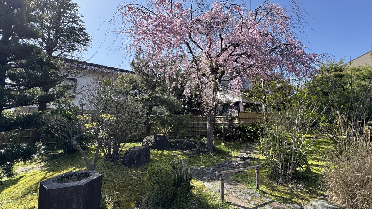 庭園に咲く枝垂れ桜と石畳の小径
