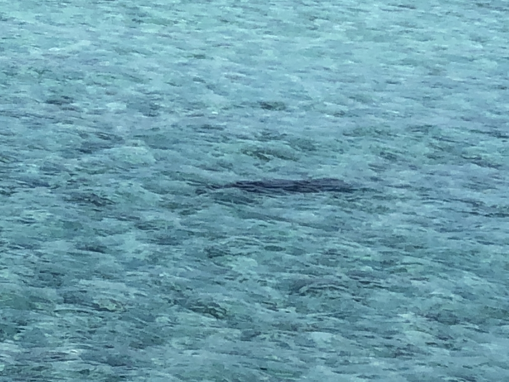 f:id:ritsco:20190303202615j:plain f:id:ritsco:20190303202615j:plain