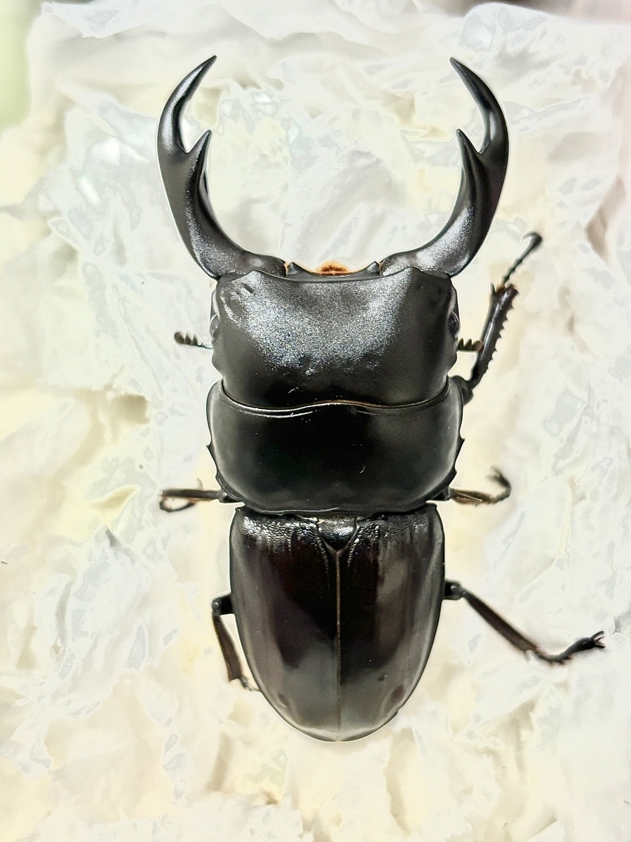 パリーオオクワガタの紹介と産卵について - 根喰いクワガタ雑記