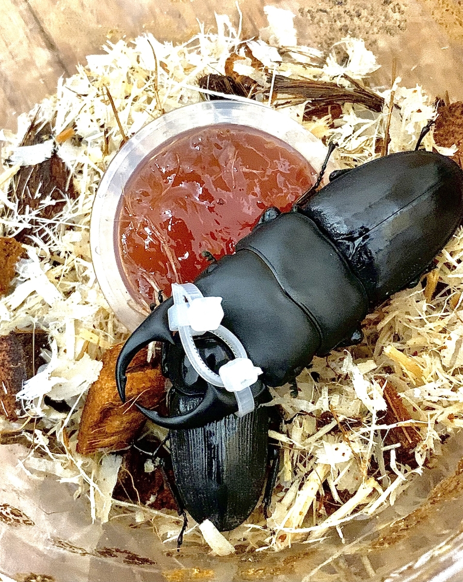 パリーオオクワガタの紹介と産卵について - 根喰いクワガタ雑記