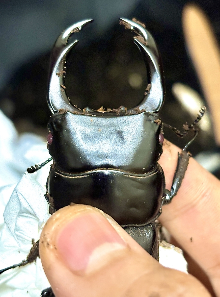 パリーオオクワガタの紹介と産卵について - 根喰いクワガタ雑記