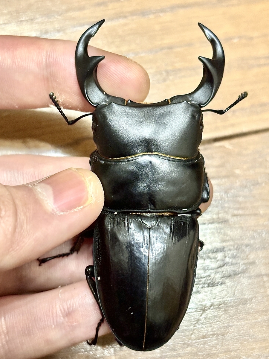 パリーオオクワガタの紹介と産卵について - 根喰いクワガタ雑記