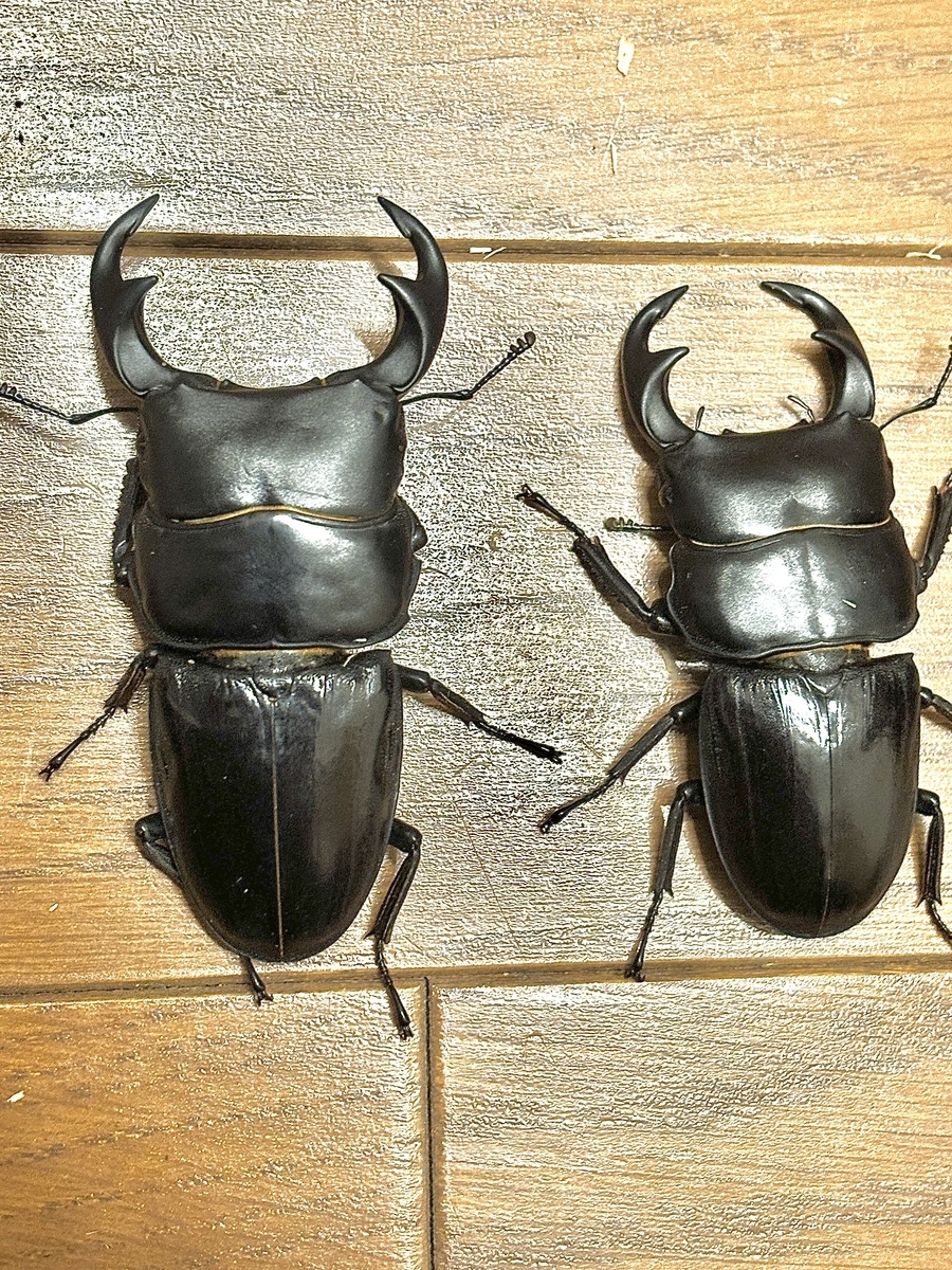 【流通なし】スラウェシパリーオオクワガタ　ママサ産　ペア 流通なし】スラウェシパリーオオクワガタ ママサ産 ペア 【公式通販】