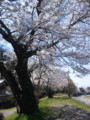 堤防沿いの桜