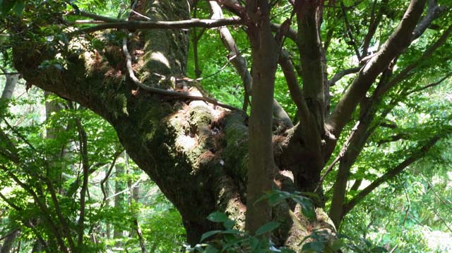 f:id:riyot:20130609184549j:image:w300 f:id:riyot:20130609184549j:image:w300