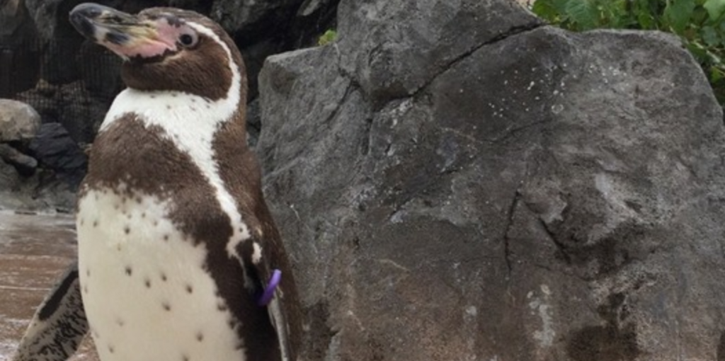 フルルに恋したグレープ君が最期まで人気だった理由 Kininarium