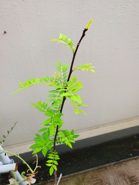 f:id:rizukoai05:20230430145854j:image