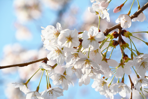 f:id:rjutaip:20190322085807j:plain f:id:rjutaip:20190322085807j:plain