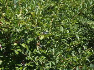 P8110384