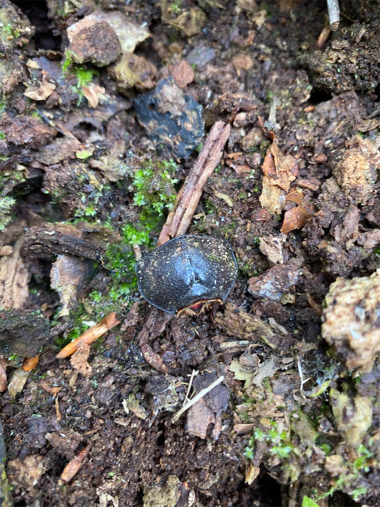 f:id:rk_dokke:20240210222542j:image f:id:rk_dokke:20240210222542j:image