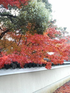 f:id:rku0804:20081210190744j:image