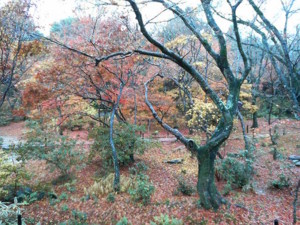 f:id:rku0804:20081210191630j:image