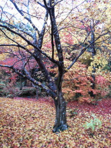 f:id:rku0804:20081210191631j:image