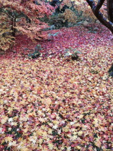 f:id:rku0804:20081210191632j:image