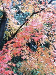f:id:rku0804:20081210191825j:image