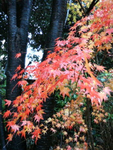 f:id:rku0804:20081210191826j:image