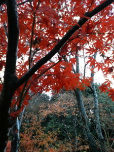 f:id:rku0804:20081210191827j:image