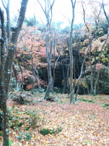 f:id:rku0804:20081210202323j:image