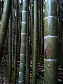 f:id:rku0804:20081210202521j:image