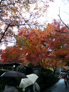 f:id:rku0804:20081210203649j:image