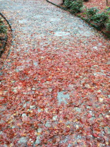 f:id:rku0804:20081210204240j:image