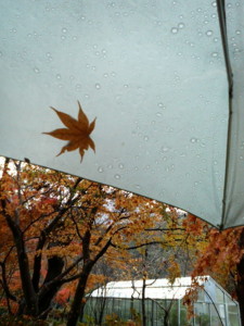 f:id:rku0804:20081210211617j:image
