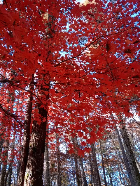 f:id:rmariko45:20211107213545j:image f:id:rmariko45:20211107213545j:image