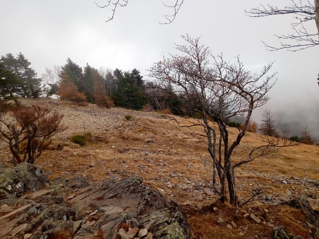 f:id:rmariko45:20211107215751j:image f:id:rmariko45:20211107215751j:image