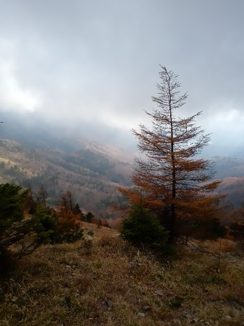 f:id:rmariko45:20211107220347j:image f:id:rmariko45:20211107220347j:image