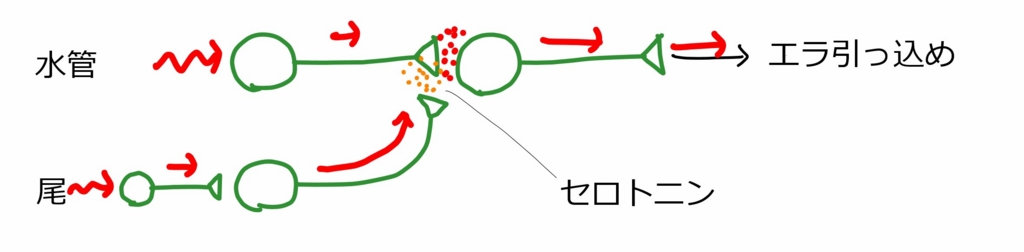 f:id:rmaruy:20170221164356j:plain f:id:rmaruy:20170221164356j:plain