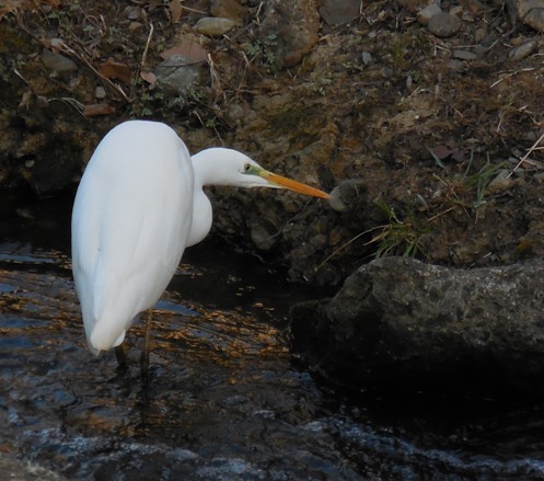 f:id:rmenx13:20200219142114j:plain