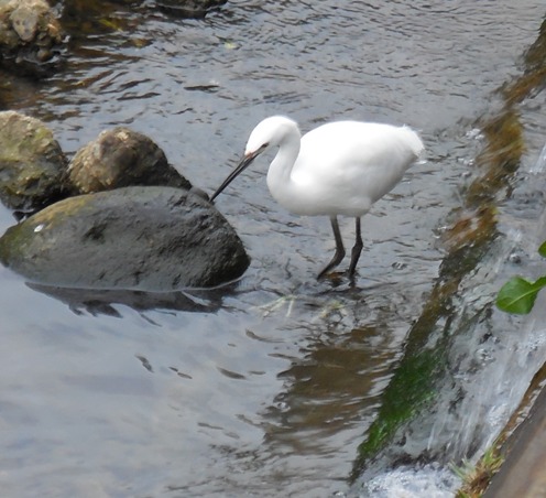 f:id:rmenx13:20200219142138j:plain