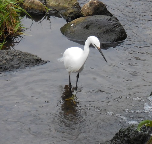 f:id:rmenx13:20200220073538j:plain