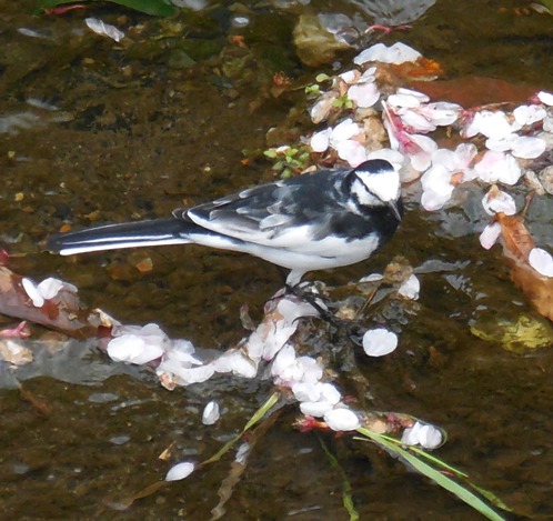 f:id:rmenx13:20200409145647j:plain