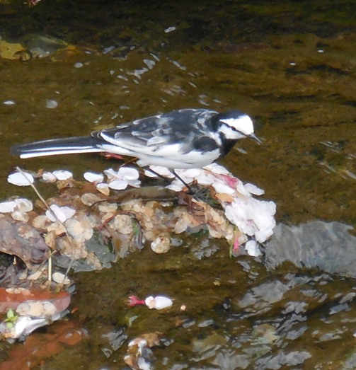 f:id:rmenx13:20200409145652j:plain