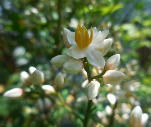 f:id:rmenx13:20200608131058j:plain