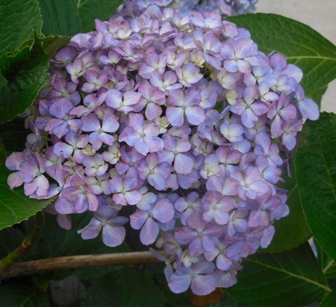 f:id:rmenx13:20200609191506j:plain