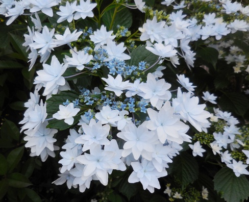 f:id:rmenx13:20200609191548j:plain